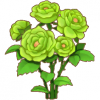 绿蔷薇