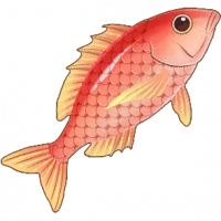 红鱼