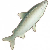 白鱼