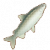 白鱼图标