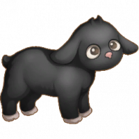 纯黑绵羊_Sheep03