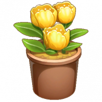 黄色郁金香盆栽