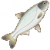 鲢鱼图标
