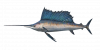 Fish SailFish.png