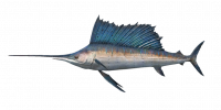 Fish SailFish.png