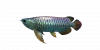 Fish Arowana.png