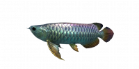 Fish Arowana.png