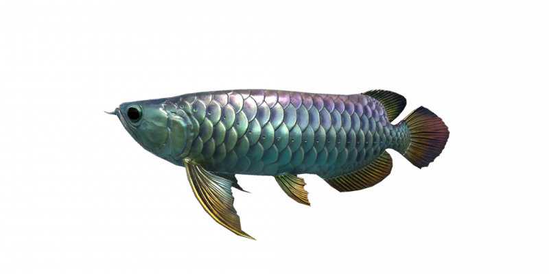 文件:Fish Arowana.png