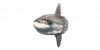 Fish MolaMola.png