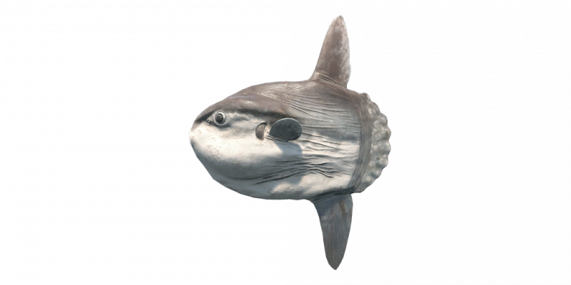 文件:Fish MolaMola.png