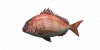 Fish SeaBream.png