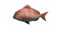 Fish SeaBream.png