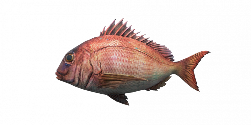 文件:Fish SeaBream.png