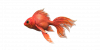 Fish GoldFish.png