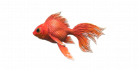 Fish Goldfish.png