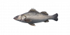 Fish SeaBass.png