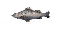 Fish SeaBass.png
