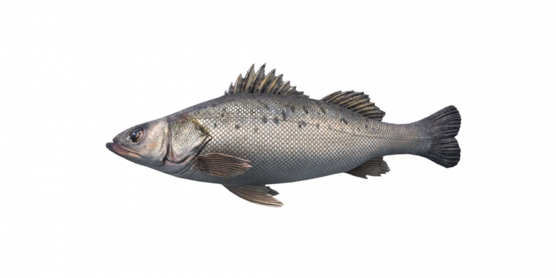 文件:Fish SeaBass.png