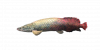 Fish Pirarucu.png