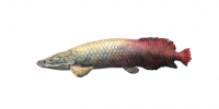 Fish Pirarucu.png