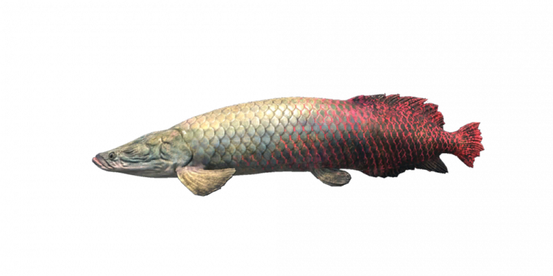 文件:Fish Pirarucu.png