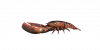 Fish Lobster.png