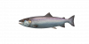 Fish Salmon.png