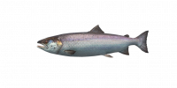 Fish Salmon.png