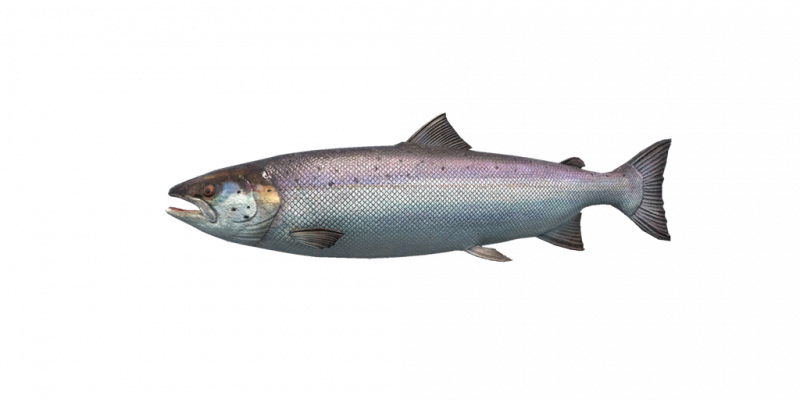 文件:Fish Salmon.png