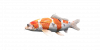 Fish FancyCarp.png