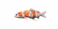 Fish FancyCarp.png