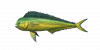 Fish Mahimahi.png
