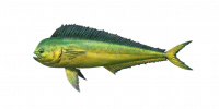 Fish MahiMahi.png