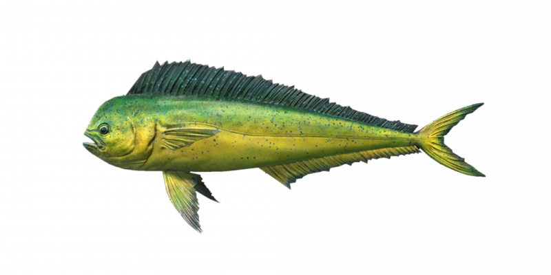 文件:Fish MahiMahi.png