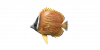 Fish ButterflyFish.png