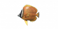 Fish ButterflyFish.png