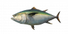Fish Tuna.png