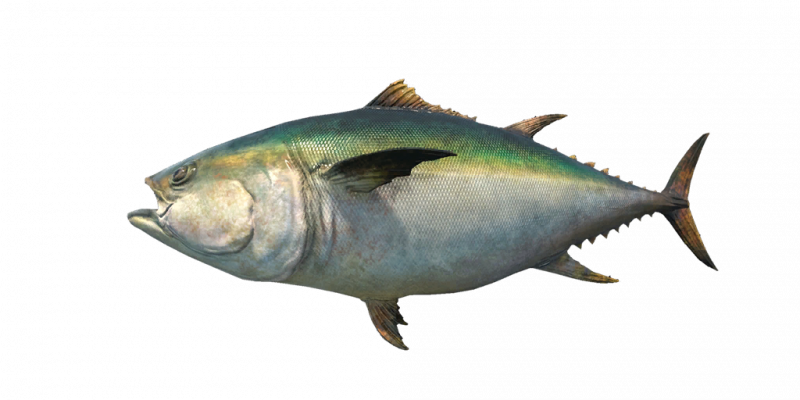文件:Fish Tuna.png