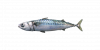 Fish mackerel.png