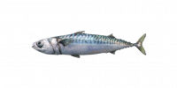 Fish mackerel.png