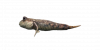 Fish Goby.png
