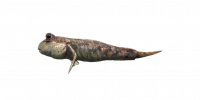 Fish Goby.png