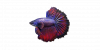 Fish Betta.png