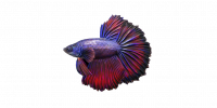 Fish Betta.png