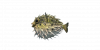 Fish PorcupineFish.png