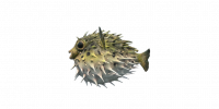 Fish PorcupineFish.png