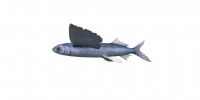 Fish FlyingFish.png