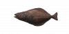 Fish Halibut.png