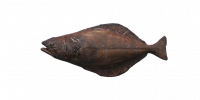Fish Halibut.png