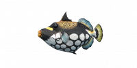 Fish Triggerfish.png